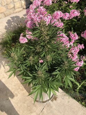 AEDB074B-219F-4E7D-A27B-1F4DCCF9981D.jpeg AEDB074B-219F-4E7D-A27B-1F4DCCF9981D.jpeg