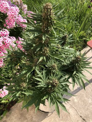 1B8F4B95-D0C2-4B5A-A4B1-CDB1AD73A40C.jpeg 1B8F4B95-D0C2-4B5A-A4B1-CDB1AD73A40C.jpeg