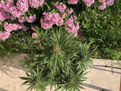 E50AB2F1-648E-43C2-9570-AA07AD6C43DD.jpeg E50AB2F1-648E-43C2-9570-AA07AD6C43DD.jpeg