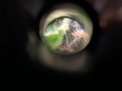 909A7CFE-D001-4FAB-94D8-E7ACEEEE1F0A.jpeg 909A7CFE-D001-4FAB-94D8-E7ACEEEE1F0A.jpeg