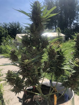 1B759544-1FAA-4BFB-AB2B-A89060DE3CA9.jpeg 1B759544-1FAA-4BFB-AB2B-A89060DE3CA9.jpeg