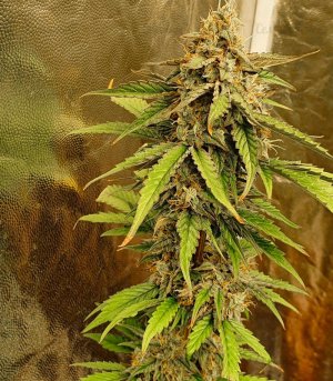 Auto-Amnesia-Lemon-kust-marihuany__fSMTggF8xj5ErccR.jpg