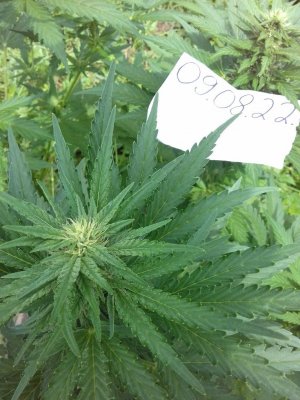 Slurricane IX 20160617_002356.jpg