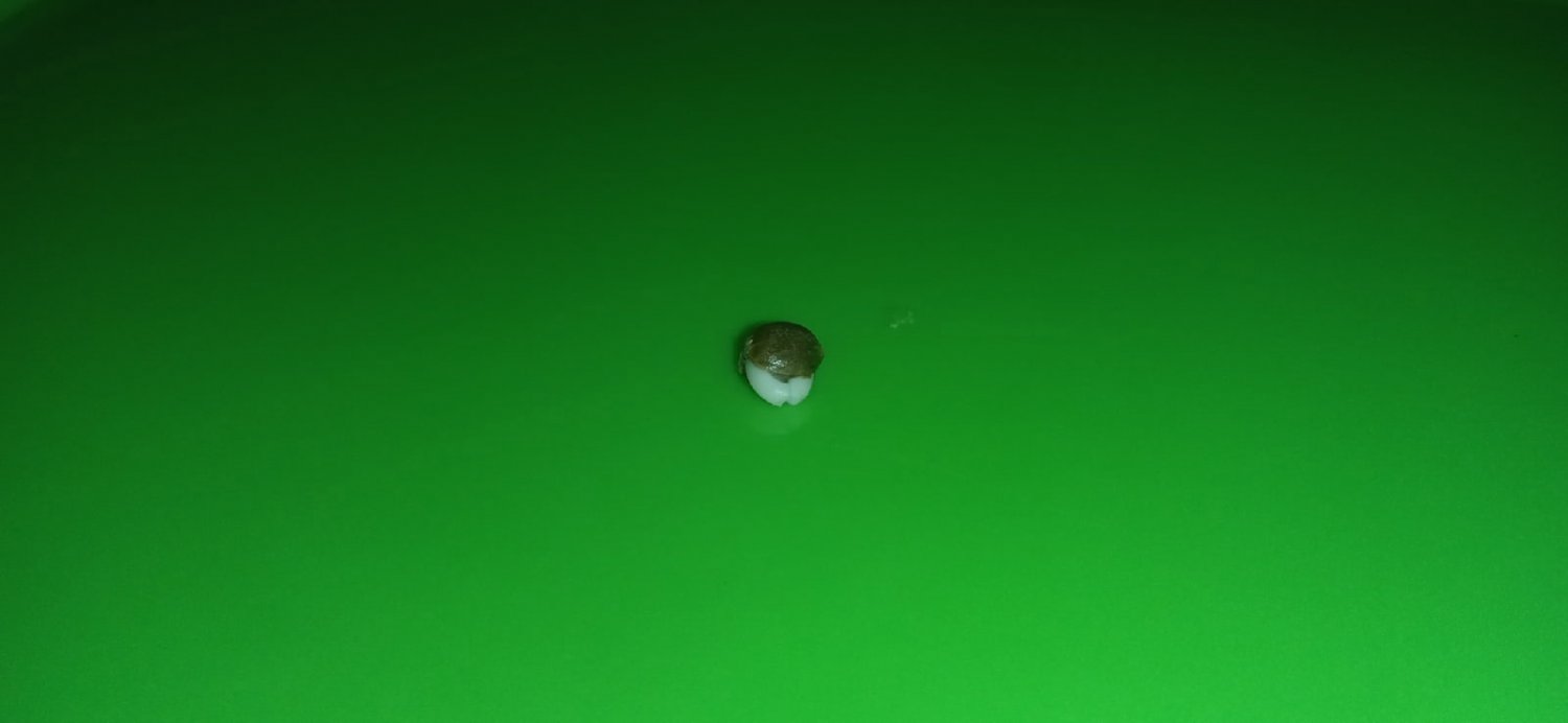 семка 4.jpg семка 4.jpg