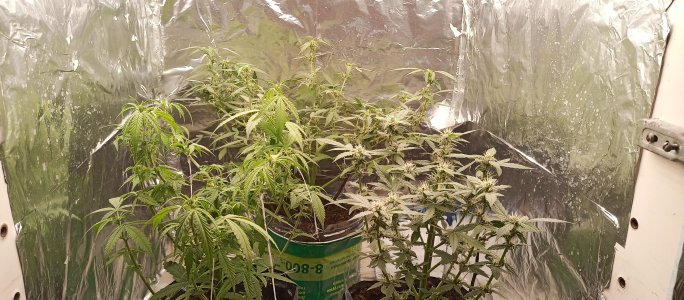 IMG_20220813_205819_269.jpg IMG_20220813_205819_269.jpg