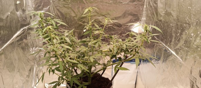 IMG_20220813_205920_798.jpg IMG_20220813_205920_798.jpg