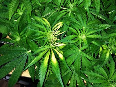 nedostatok-seri-cannabisa (1).jpg