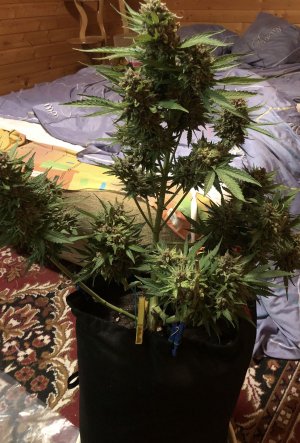 ABE17D21-F440-44FA-8F8A-CD2BEDFF6D3D.jpeg ABE17D21-F440-44FA-8F8A-CD2BEDFF6D3D.jpeg