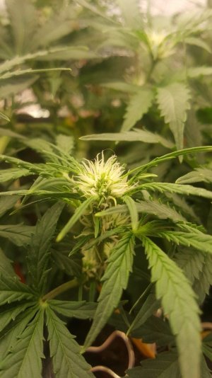 карамель.jpg карамель.jpg