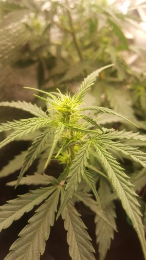 Эля.jpg Эля.jpg