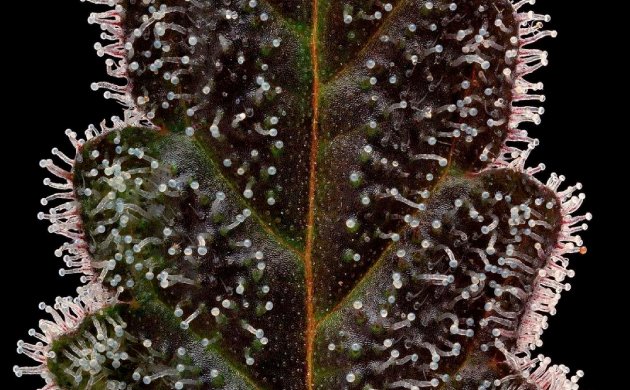 Трихомы конопли