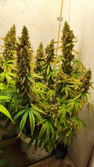 IMG_20220819_082123caramel — копия.jpg IMG_20220819_082123caramel — копия.jpg