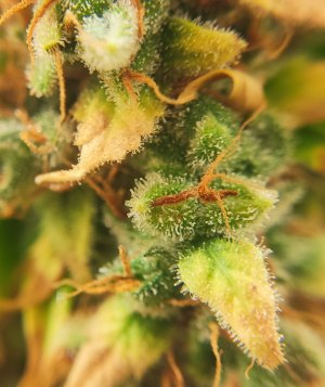 IMG_20220819_181342.jpg IMG_20220819_181342.jpg