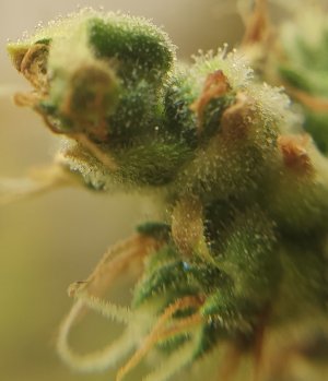 IMG_20220819_181401.jpg IMG_20220819_181401.jpg