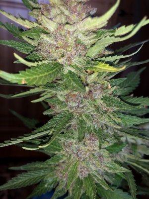 A04EF109-E072-4001-80DA-4421CF91098D.jpeg A04EF109-E072-4001-80DA-4421CF91098D.jpeg