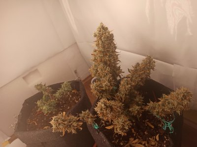 1661025892116.jpg 1661025892116.jpg