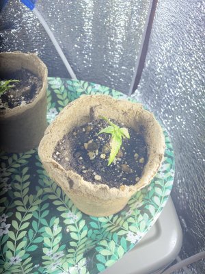 19C4E6E0-1EAF-4576-B4EF-84A836BE44C6.jpeg 19C4E6E0-1EAF-4576-B4EF-84A836BE44C6.jpeg