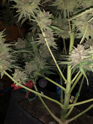 DC531C2B-F687-4044-BB74-D88819F3D817.jpeg DC531C2B-F687-4044-BB74-D88819F3D817.jpeg