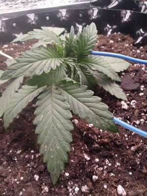 42eBtt9XHSs.jpg 42eBtt9XHSs.jpg