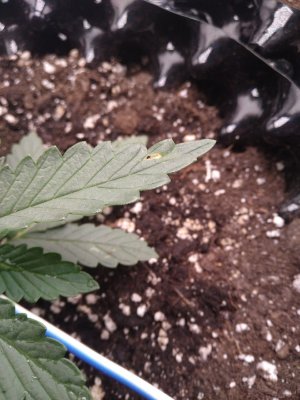 a5e2fYDgDZI.jpg a5e2fYDgDZI.jpg