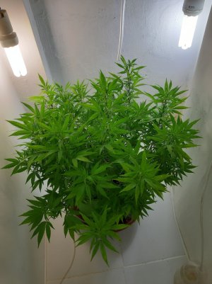 20220825_183111.jpg 20220825_183111.jpg