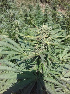 20220823_115254.jpg 20220823_115254.jpg