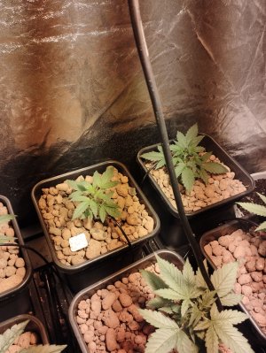 IMG_20220829_182825.jpg IMG_20220829_182825.jpg