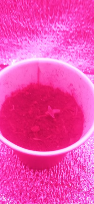 IMG_20220818_200733_1.jpg IMG_20220818_200733_1.jpg