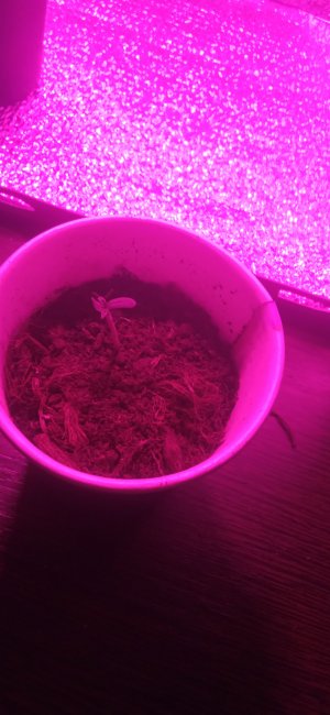 IMG_20220820_121955.jpg IMG_20220820_121955.jpg