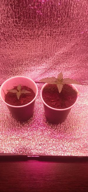 IMG_20220825_195931.jpg IMG_20220825_195931.jpg