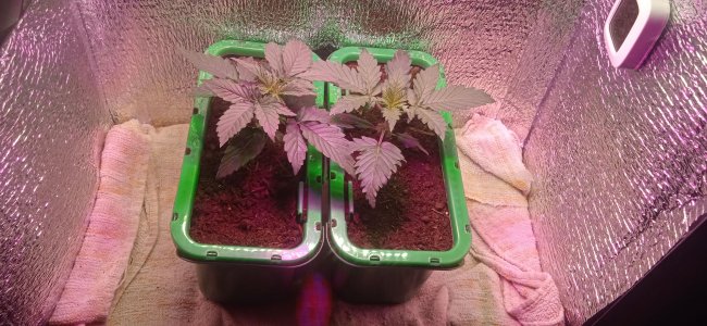 IMG_20220831_184012.jpg IMG_20220831_184012.jpg