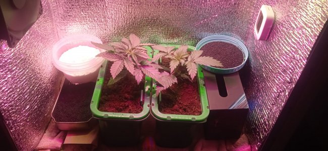 IMG_20220901_095040.jpg IMG_20220901_095040.jpg