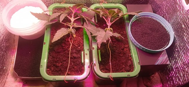 IMG_20220902_012638.jpg IMG_20220902_012638.jpg