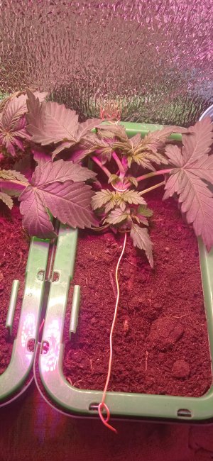 IMG_20220903_100735_1.jpg IMG_20220903_100735_1.jpg