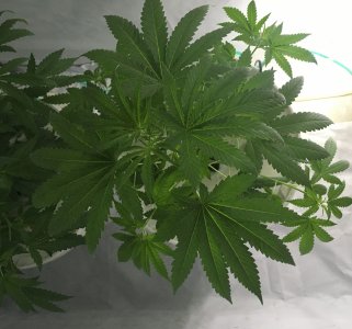 01 (7).JPG 01 (7).JPG