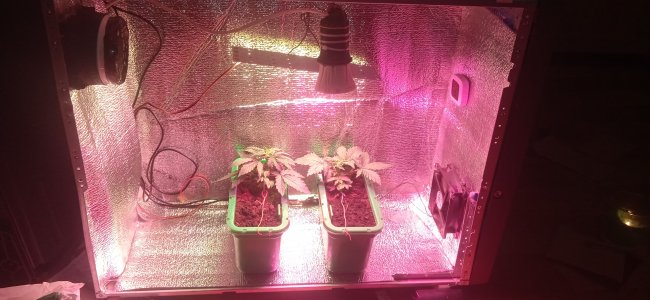 IMG_20220904_005300_1.jpg IMG_20220904_005300_1.jpg