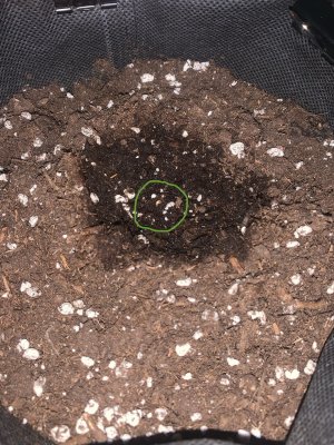 22C77AB4-DA89-49D5-827E-80F26F3217C0.jpeg 22C77AB4-DA89-49D5-827E-80F26F3217C0.jpeg