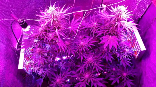 devotchka-auto-doctors-choise__7Pm0mO8mEioLMOnv.jpg devotchka-auto-doctors-choise__7Pm0mO8mEioLMOnv.jpg