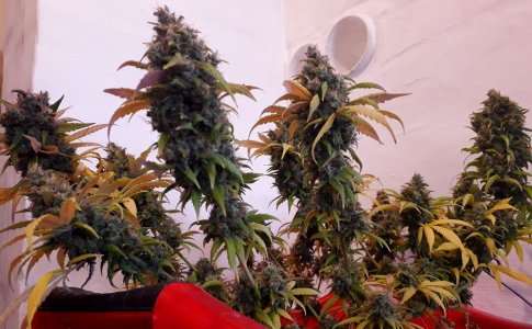 critical-kali-mist-fem-delicious-seeds__zpjb7mDzE1pAUGD7.jpg critical-kali-mist-fem-delicious-seeds__zpjb7mDzE1pAUGD7.jpg