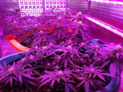 super-lemon-haze-fem-Semyanich__j1n9WubVQaAft4T2.jpg super-lemon-haze-fem-Semyanich__j1n9WubVQaAft4T2.jpg