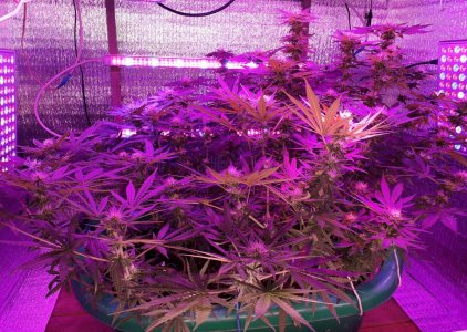 gorilla-glue-4-fem-anesia-seeds__KhVHyCO4KZSVsKYX.jpg gorilla-glue-4-fem-anesia-seeds__KhVHyCO4KZSVsKYX.jpg