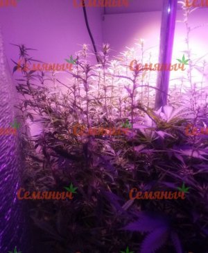 456-wm-199052.39999997616_watermarked.jpg 456-wm-199052.39999997616_watermarked.jpg