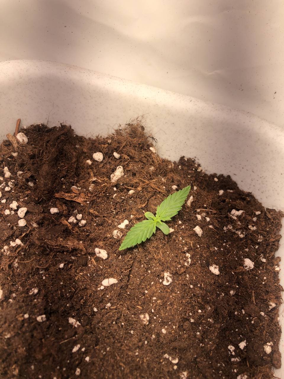 8F5C45AE-7B5E-4FF6-967A-F3F44E1F73D3.jpeg 8F5C45AE-7B5E-4FF6-967A-F3F44E1F73D3.jpeg