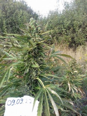 20220909_170723.jpg 20220909_170723.jpg