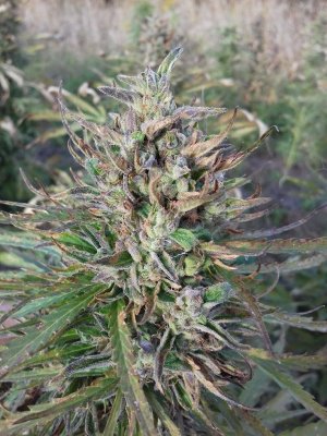 20220909_170735.jpg 20220909_170735.jpg