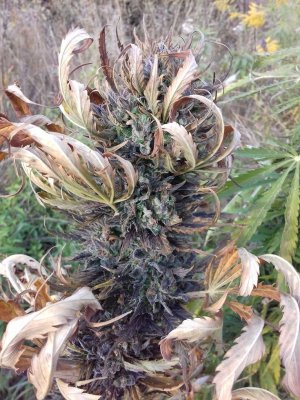 20220909_171135.jpg 20220909_171135.jpg