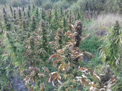 20220909_171156.jpg 20220909_171156.jpg