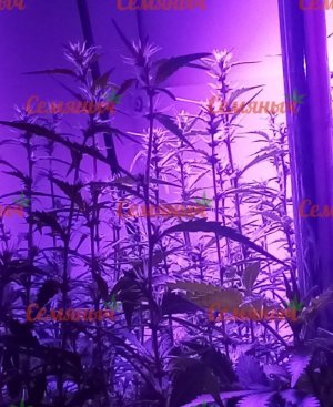 481-wm-34951.5_watermarked.jpg 481-wm-34951.5_watermarked.jpg