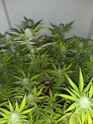 20220915_093408.jpg 20220915_093408.jpg