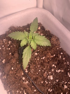 0A85BEA1-E931-4D52-BAD9-0F0B676D2A5D.jpeg 0A85BEA1-E931-4D52-BAD9-0F0B676D2A5D.jpeg